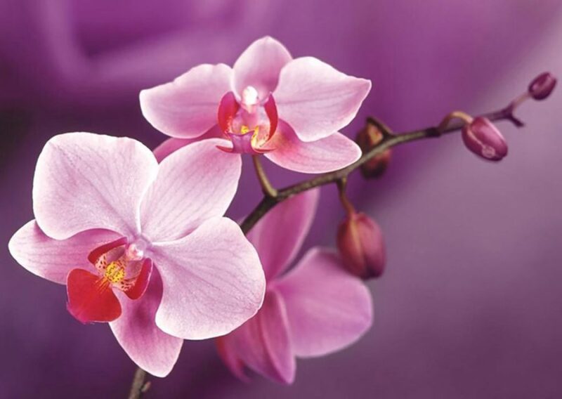 Orchidėjos šakelė